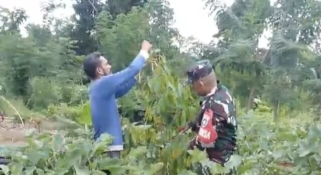 Babinsa Koramil 02/Sukakarya Dampingi Petani Terong, Dorong Ketahanan Pangan di Krueng Raya