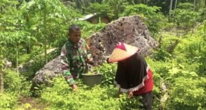 Motivasi Petani, Babinsa Koramil 01/Sukajaya Ikut Panen Cabai Rawit Bersama Warga