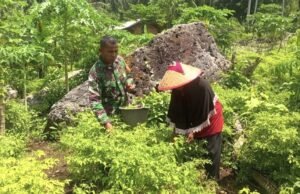 Motivasi Petani, Babinsa Koramil 01/Sukajaya Ikut Panen Cabai Rawit Bersama Warga