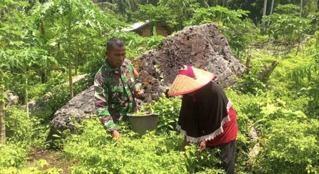 Motivasi Petani, Babinsa Koramil 01/Sukajaya Ikut Panen Cabai Rawit Bersama Warga