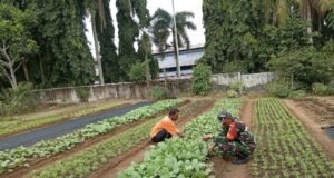 Turun Langsung ke Lahan, Babinsa Aneuk Laot Bantu Petani Rawat Tanaman Sayuran