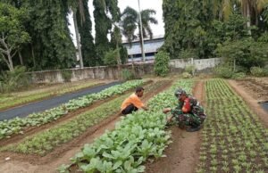 Turun Langsung ke Lahan, Babinsa Aneuk Laot Bantu Petani Rawat Tanaman Sayuran