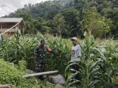 Babinsa Koramil 02/Sukakarya Dampingi Petani Jagung Paya Seunara, Perkuat Ketahanan Pangan Nasional