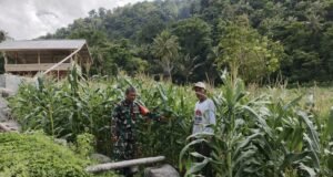 Babinsa Koramil 02/Sukakarya Dampingi Petani Jagung Paya Seunara, Perkuat Ketahanan Pangan Nasional