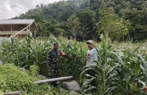 Babinsa Koramil 02/Sukakarya Dampingi Petani Jagung Paya Seunara, Perkuat Ketahanan Pangan Nasional