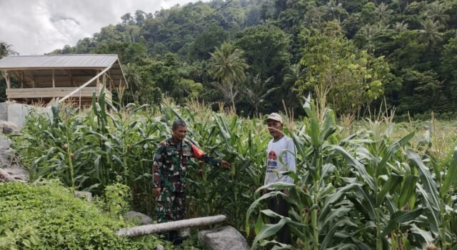 Babinsa Koramil 02/Sukakarya Dampingi Petani Jagung Paya Seunara, Perkuat Ketahanan Pangan Nasional