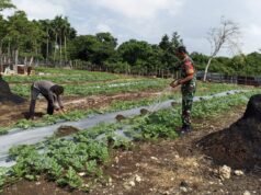 “Hijaukan Lahan, Kuatkan Pangan: Babinsa Gampong Cot Ba’U Terus Dukung Petani di Wilayah Binaan
