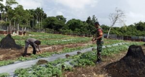 “Hijaukan Lahan, Kuatkan Pangan: Babinsa Gampong Cot Ba’U Terus Dukung Petani di Wilayah Binaan