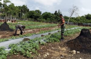 “Hijaukan Lahan, Kuatkan Pangan: Babinsa Gampong Cot Ba’U Terus Dukung Petani di Wilayah Binaan
