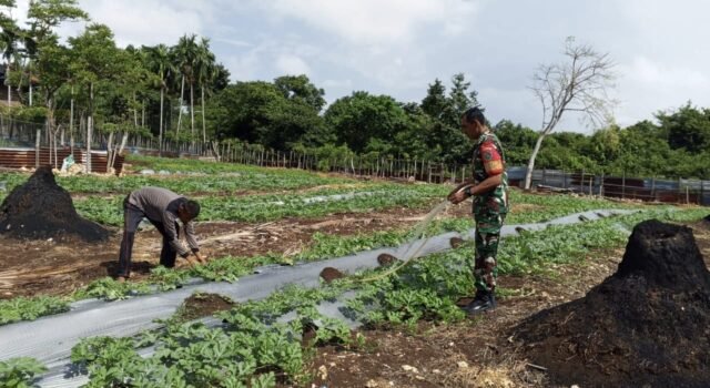 “Hijaukan Lahan, Kuatkan Pangan: Babinsa Gampong Cot Ba’U Terus Dukung Petani di Wilayah Binaan