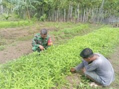 Babinsa Koramil 01/Sukajaya Bantu Petani Rawat Kangkung, Wujud Nyata Kemanunggalan TNI dan Rakyat
