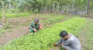 Babinsa Koramil 01/Sukajaya Bantu Petani Rawat Kangkung, Wujud Nyata Kemanunggalan TNI dan Rakyat