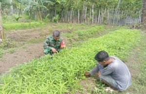 Babinsa Koramil 01/Sukajaya Bantu Petani Rawat Kangkung, Wujud Nyata Kemanunggalan TNI dan Rakyat