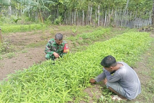 Babinsa Koramil 01/Sukajaya Bantu Petani Rawat Kangkung, Wujud Nyata Kemanunggalan TNI dan Rakyat