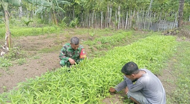 Babinsa Koramil 01/Sukajaya Bantu Petani Rawat Kangkung, Wujud Nyata Kemanunggalan TNI dan Rakyat