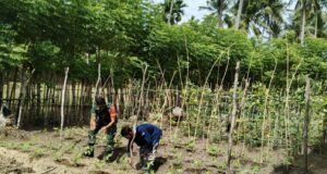 Babinsa Koramil 01/Sukajaya Bantu Petani Tingkatkan Hasil Pertanian