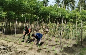 Babinsa Koramil 01/Sukajaya Bantu Petani Tingkatkan Hasil Pertanian