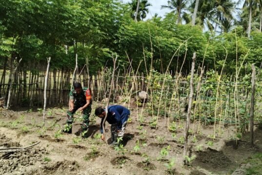 Babinsa Koramil 01/Sukajaya Bantu Petani Tingkatkan Hasil Pertanian