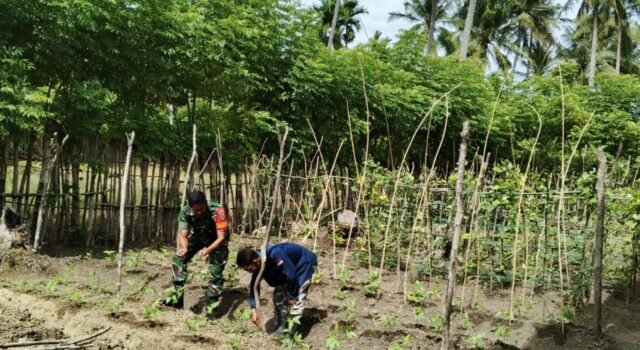 Babinsa Koramil 01/Sukajaya Bantu Petani Tingkatkan Hasil Pertanian