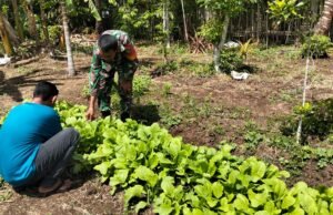 Babinsa Berawang Pantau Ketahanan Pangan, Dorong Kemandirian Ekonomi Warga