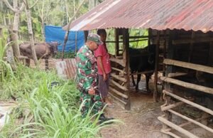 Komitmen Babinsa Dukung Ketahanan Pangan, Tinjau Langsung Peternakan Warga