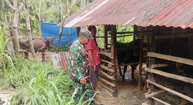 Komitmen Babinsa Dukung Ketahanan Pangan, Tinjau Langsung Peternakan Warga