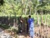 Babinsa Koramil 01/Sukajaya Bantu Warga Perbaiki Pagar Kebun Jagung Demi Dukung Ketahanan Pangan