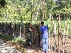 Babinsa Koramil 01/Sukajaya Bantu Warga Perbaiki Pagar Kebun Jagung Demi Dukung Ketahanan Pangan