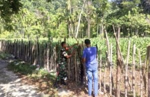 Babinsa Koramil 01/Sukajaya Bantu Warga Perbaiki Pagar Kebun Jagung Demi Dukung Ketahanan Pangan