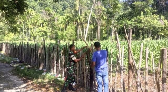 Babinsa Koramil 01/Sukajaya Bantu Warga Perbaiki Pagar Kebun Jagung Demi Dukung Ketahanan Pangan