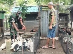 Dukung Swasembada Pangan, Babinsa Krueng Raya Bina Peternak Unggas