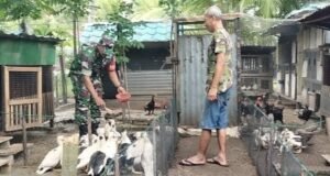 Dukung Swasembada Pangan, Babinsa Krueng Raya Bina Peternak Unggas