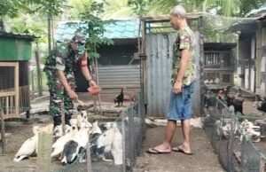 Dukung Swasembada Pangan, Babinsa Krueng Raya Bina Peternak Unggas