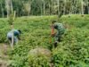 Dampingi Petani, Babinsa Jaboi Optimalkan Perawatan Tanaman Nilam