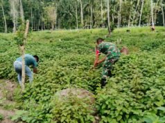 Dampingi Petani, Babinsa Jaboi Optimalkan Perawatan Tanaman Nilam