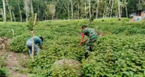 Dampingi Petani, Babinsa Jaboi Optimalkan Perawatan Tanaman Nilam