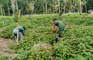 Dampingi Petani, Babinsa Jaboi Optimalkan Perawatan Tanaman Nilam