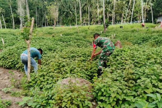 Dampingi Petani, Babinsa Jaboi Optimalkan Perawatan Tanaman Nilam