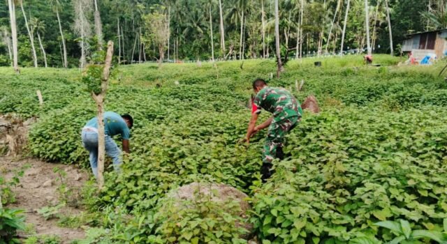 Dampingi Petani, Babinsa Jaboi Optimalkan Perawatan Tanaman Nilam