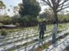 Babinsa Ie Meulee Dampingi Warga Kembangkan Kebun Cabai untuk Dukung Ketahanan Pangan