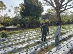 Babinsa Ie Meulee Dampingi Warga Kembangkan Kebun Cabai untuk Dukung Ketahanan Pangan