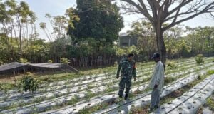 Babinsa Ie Meulee Dampingi Warga Kembangkan Kebun Cabai untuk Dukung Ketahanan Pangan