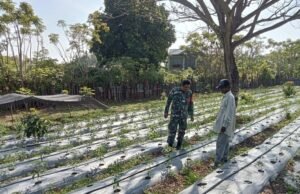 Babinsa Ie Meulee Dampingi Warga Kembangkan Kebun Cabai untuk Dukung Ketahanan Pangan