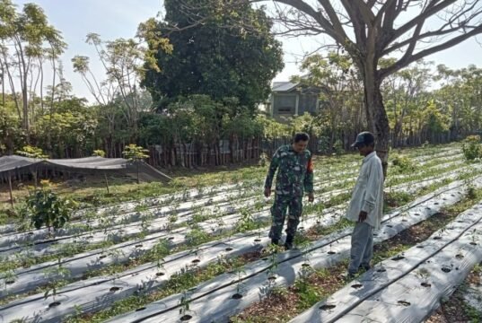 Babinsa Ie Meulee Dampingi Warga Kembangkan Kebun Cabai untuk Dukung Ketahanan Pangan