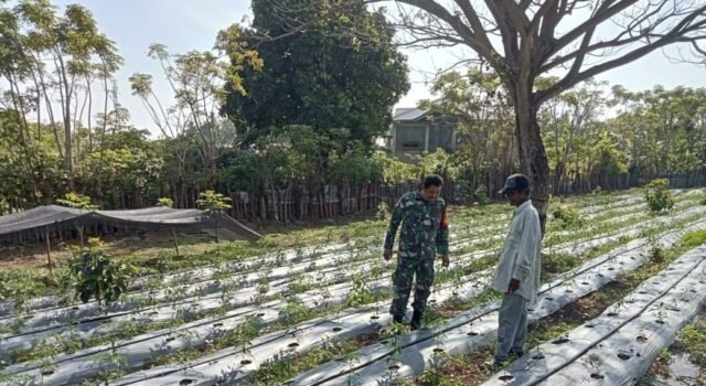 Babinsa Ie Meulee Dampingi Warga Kembangkan Kebun Cabai untuk Dukung Ketahanan Pangan