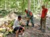 Babinsa Koramil 01/Sukajaya Bantu Warga Panen Kelapa di Gampong Keuneukai