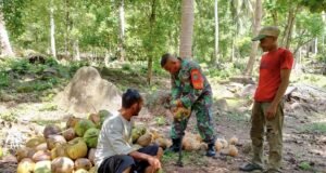 Babinsa Koramil 01/Sukajaya Bantu Warga Panen Kelapa di Gampong Keuneukai