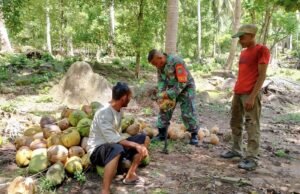 Babinsa Koramil 01/Sukajaya Bantu Warga Panen Kelapa di Gampong Keuneukai