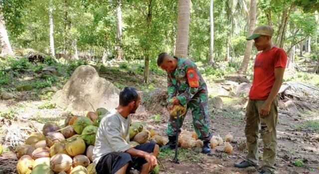 Babinsa Koramil 01/Sukajaya Bantu Warga Panen Kelapa di Gampong Keuneukai
