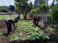 Babinsa Cot Bau Dampingi Petani Sayuran, Dukung Swasembada Pangan